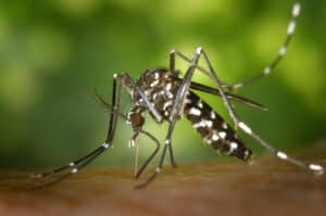 Saltmarsh Mosquito