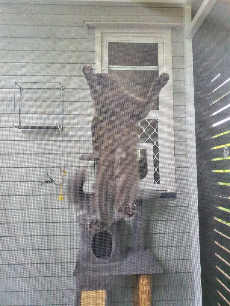 Cat climbing mesh in outdoor pet enclosure
